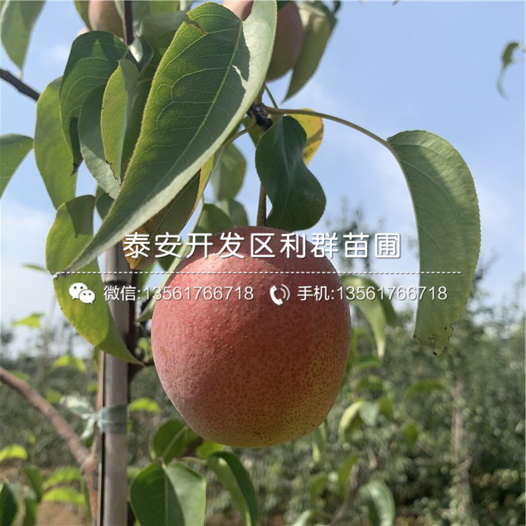 出售梨樹(shù)苗、2020年出售梨樹(shù)苗價(jià)格