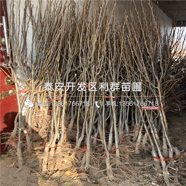 新梨7號(hào)梨苗批發(fā)、新梨7號(hào)梨苗多少錢一棵