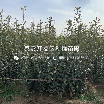 早紅考密斯梨樹苗出售、早紅考密斯梨樹苗多少錢一棵