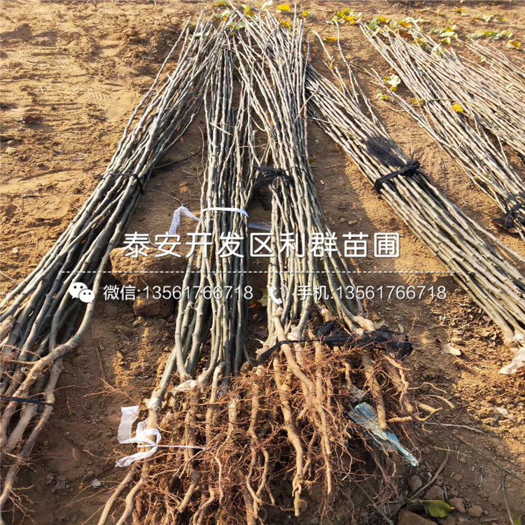出售早生喜水梨樹苗、早生喜水梨樹苗基地