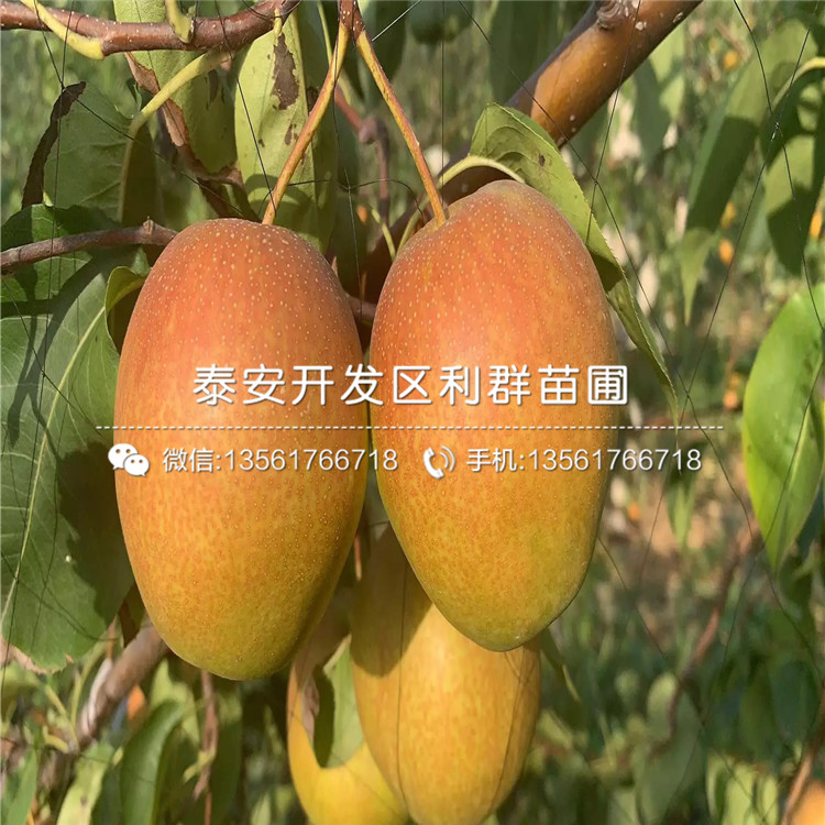 我想買(mǎi)杜梨樹(shù)苗、杜梨樹(shù)苗價(jià)格多少