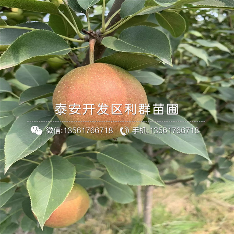 我想買柱狀梨樹苗、柱狀梨樹苗價(jià)格多少