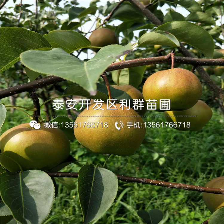 山東梨苗、山東梨苗報價及價格
