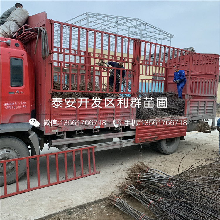 丑梨樹苗、丑梨樹苗出售