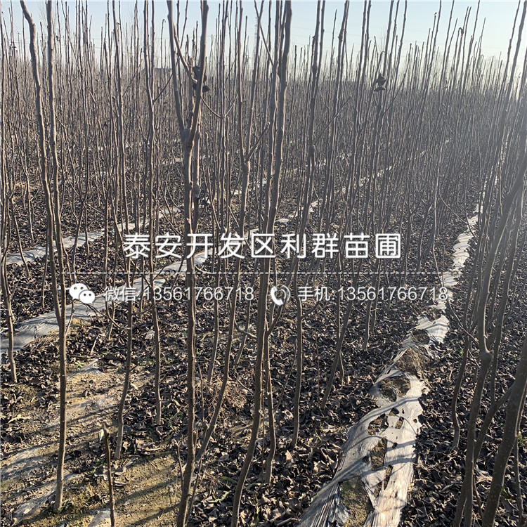 山東泰安梨樹苗、山東泰安梨樹苗出售