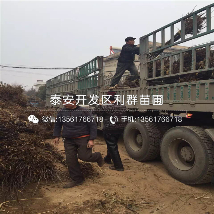新梨7號(hào)梨苗批發(fā)、新梨7號(hào)梨苗多少錢一棵