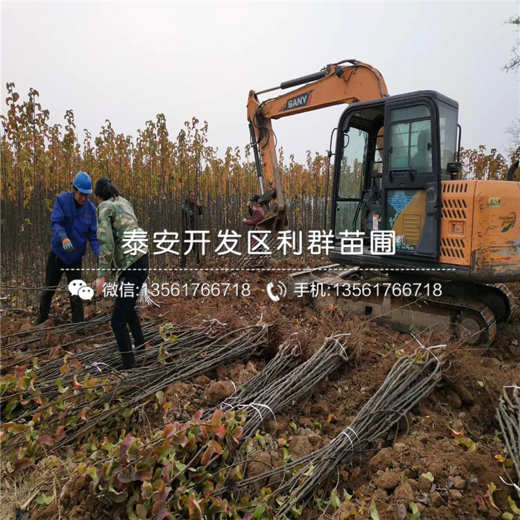 出售梨樹苗批發(fā)、出售梨樹苗多少錢一棵