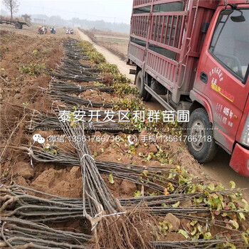 批發(fā)黃冠梨苗、批發(fā)黃冠梨苗多少錢一棵