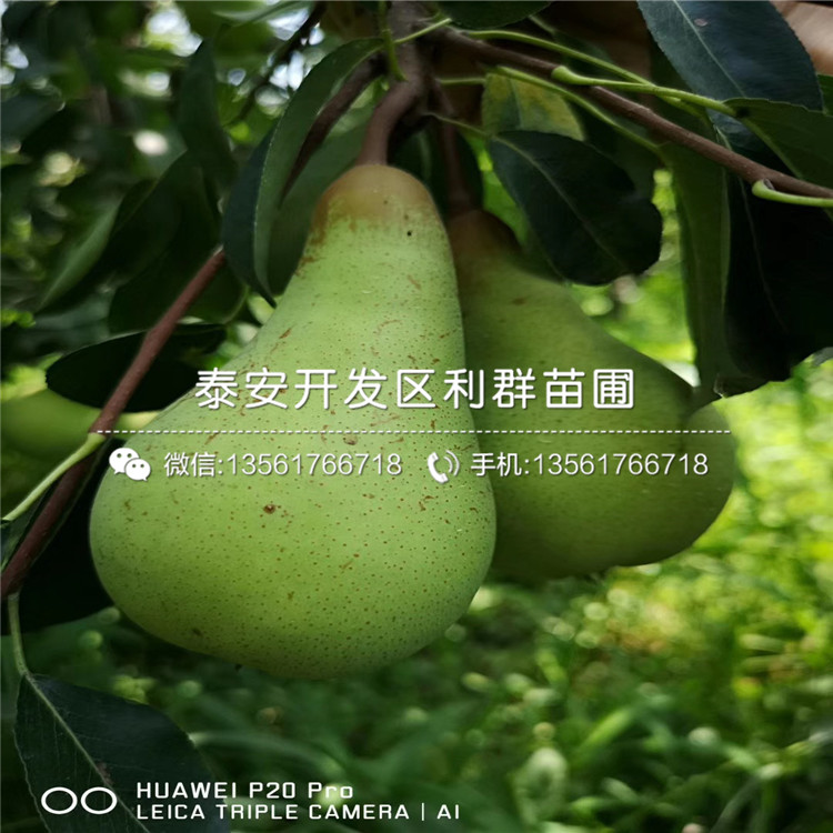 紅巴梨樹苗品種介紹、紅巴梨樹苗多少錢一棵