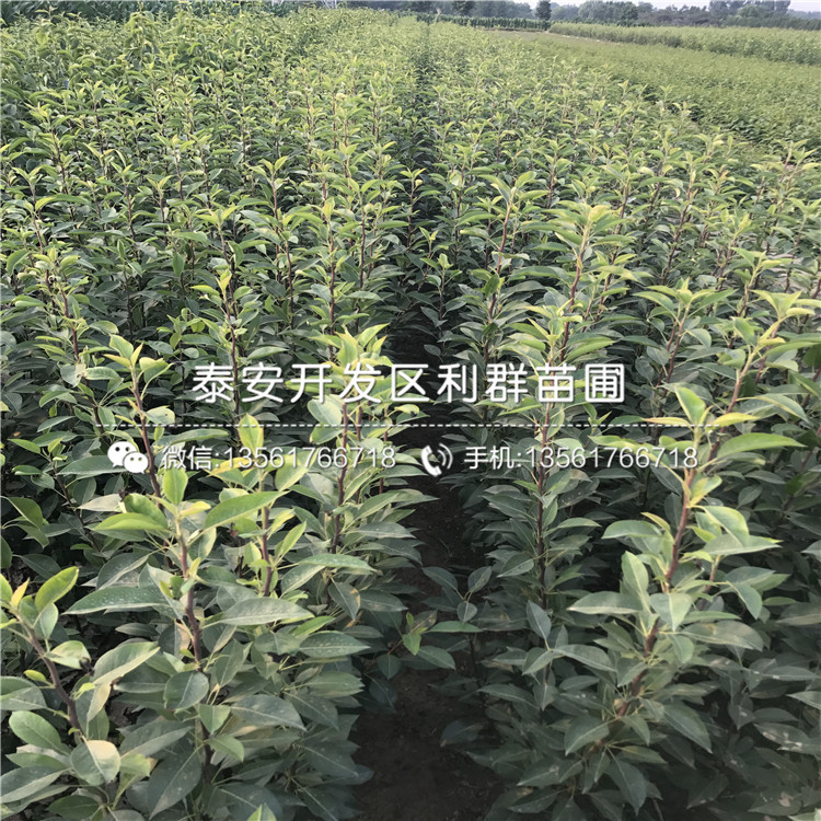 新品種喜水梨樹苗、喜水梨樹苗多少錢一棵