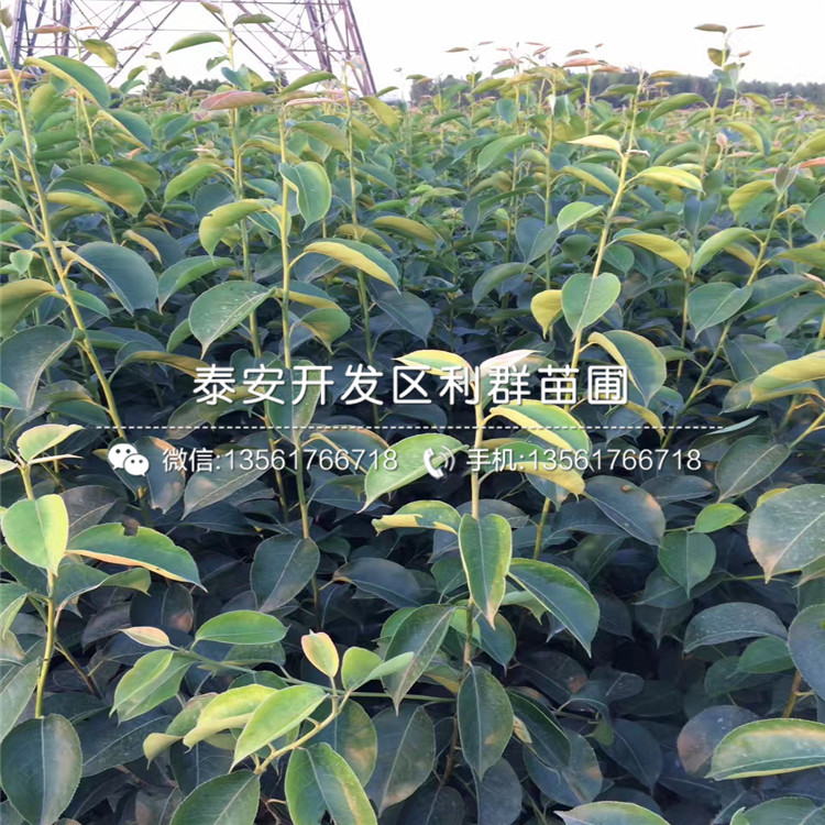秋月梨苗、秋月梨苗價(jià)格多少