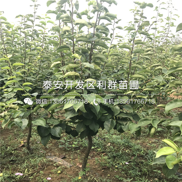 酥梨樹苗出售、酥梨樹苗價(jià)格