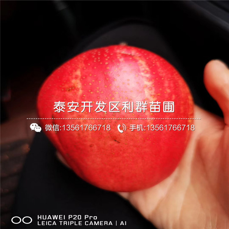 紅考密斯梨樹(shù)苗基地、紅考密斯梨樹(shù)苗價(jià)格及報(bào)價(jià)