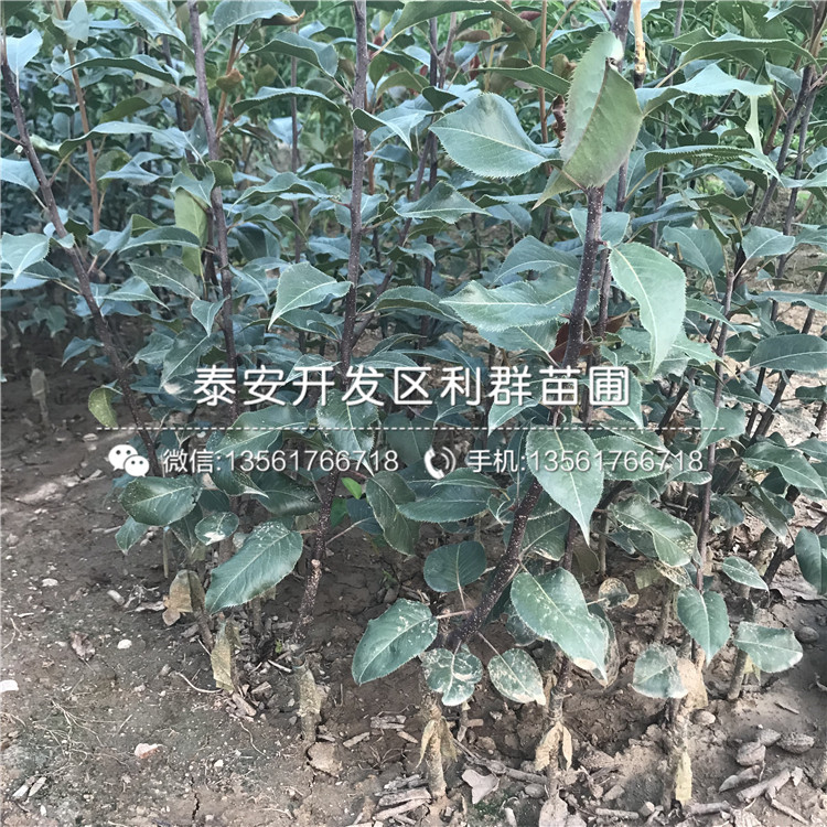 2020年新品種梨樹(shù)苗、新品種梨樹(shù)苗價(jià)格多少