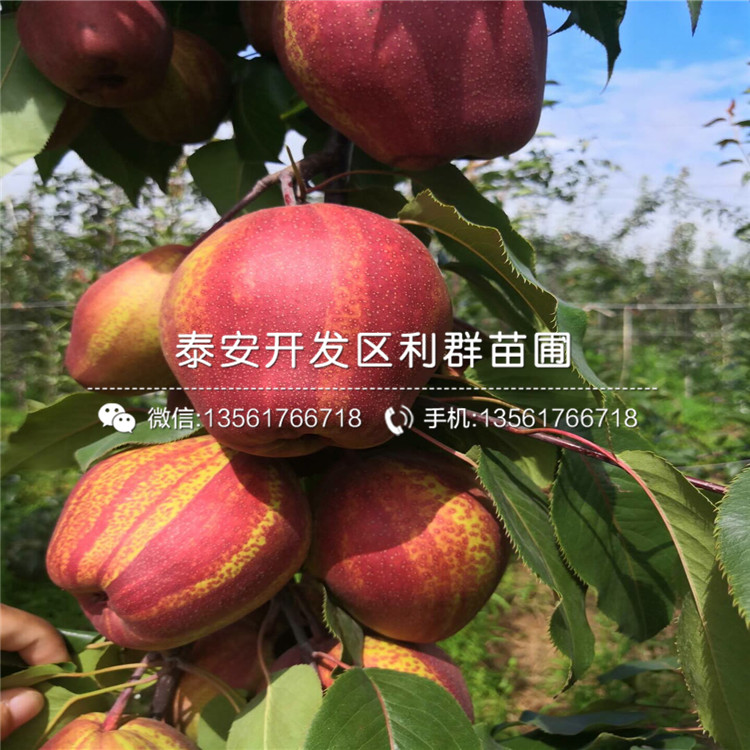 翠冠梨苗、翠冠梨苗價格多少