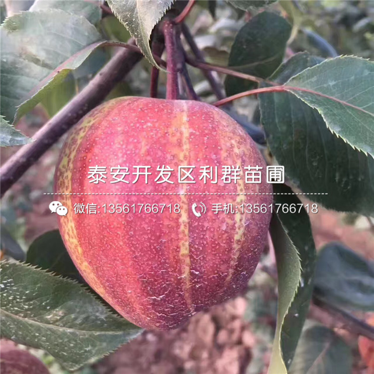 出售梨樹(shù)苗、2020年出售梨樹(shù)苗價(jià)格