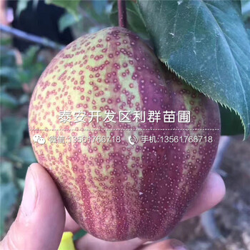 山东玉露香梨树苗