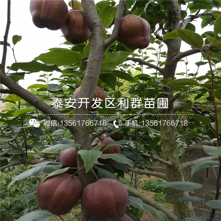 山東秋月梨苗、秋月梨苗基地