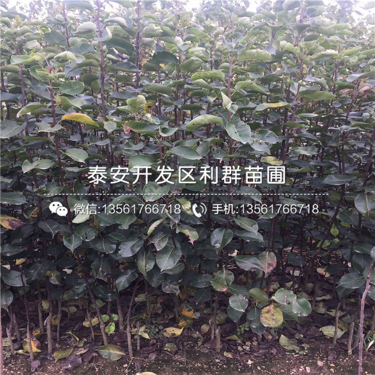 杜梨樹苗批發(fā)價格、杜梨樹苗多少錢一棵