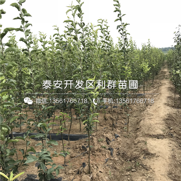 翠冠梨苗、翠冠梨苗報價