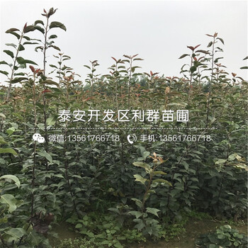 哪里有酥梨樹苗批發(fā)、酥梨樹苗多少錢一棵