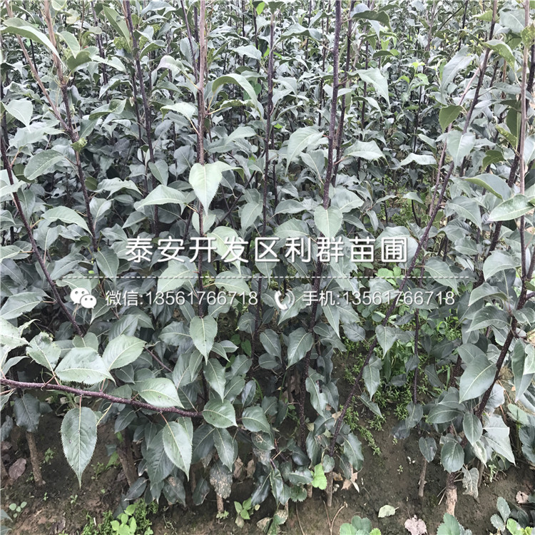 出售梨樹苗出售、出售梨樹苗價格及報價