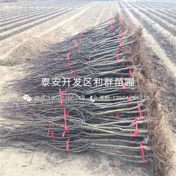 紅巴梨樹苗價格、紅巴梨樹苗多少錢一棵