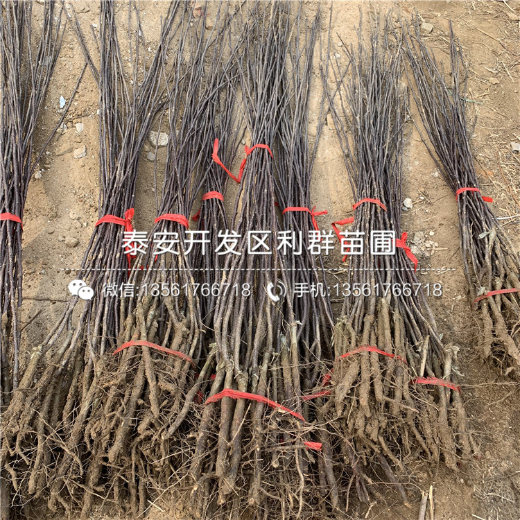 哪里有紅考密斯梨樹苗出售、紅考密斯梨樹苗多少錢一棵