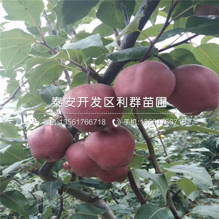 出售梨樹(shù)苗價(jià)格、2020年出售梨樹(shù)苗價(jià)格