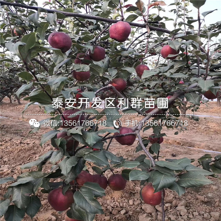 2020年梨苗、2020年梨苗多少錢一棵