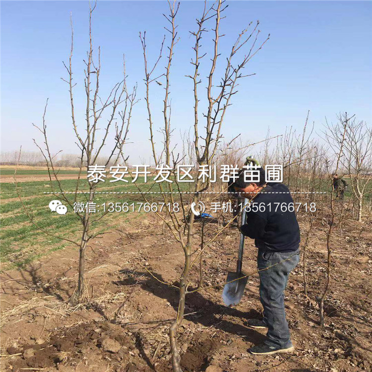 豐水梨樹苗哪里有賣、豐水梨樹苗多少錢一棵