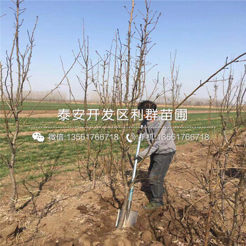 梨樹苗、梨樹苗批發(fā)價格