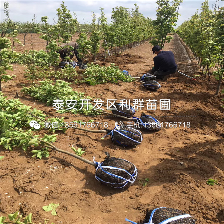 秋月梨苗、秋月梨苗價(jià)格多少