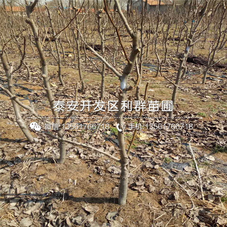 黑梨苗、黑梨苗價格及報價