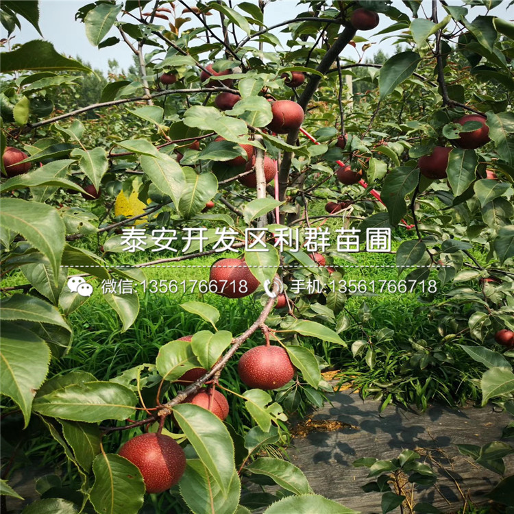 杜梨苗、杜梨苗出售價格