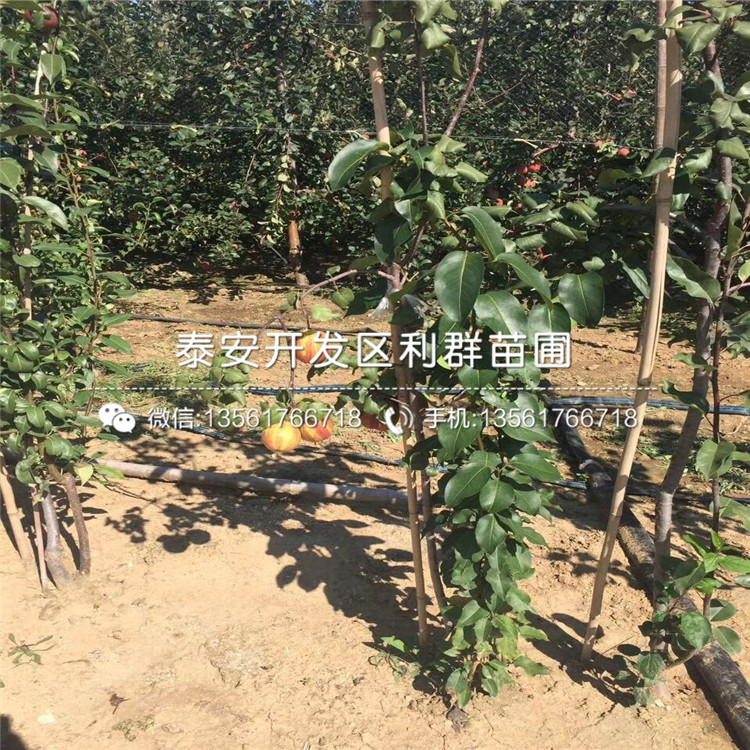 5公分梨苗品種介紹、5公分梨苗多少錢一棵