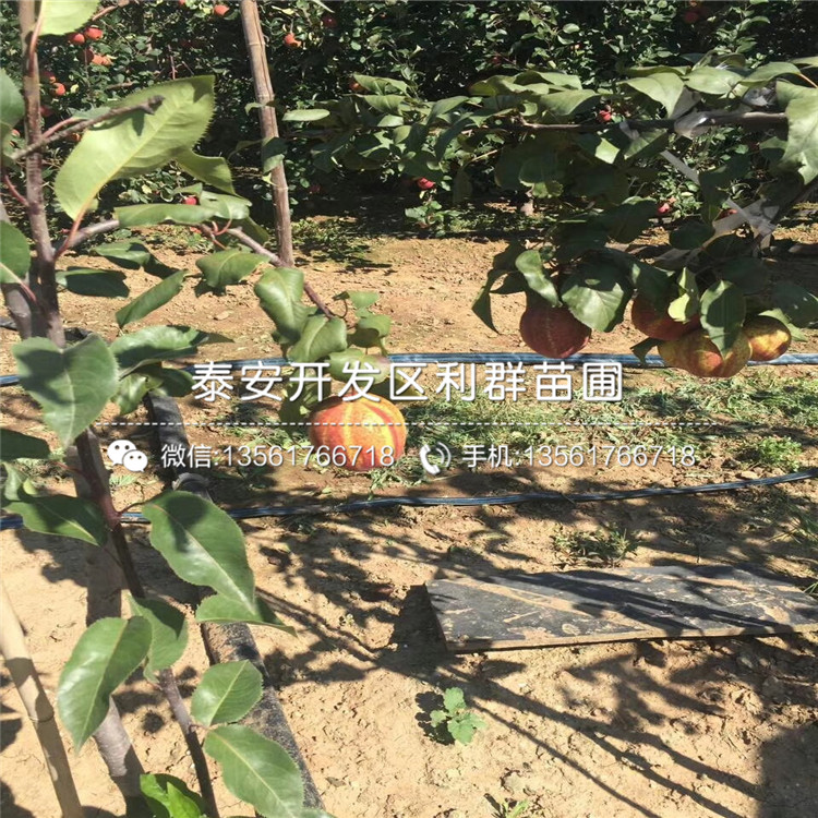 晚秋黃梨樹苗、晚秋黃梨樹苗什么價格