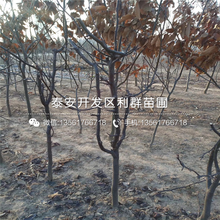 出售梨樹苗出售、出售梨樹苗價格及報價