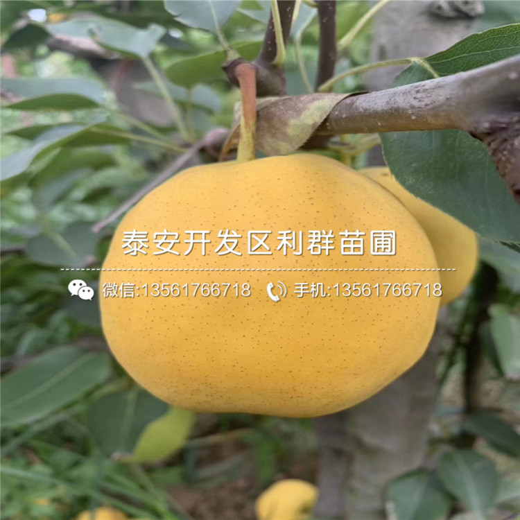1公分梨苗價格、山東1公分梨苗