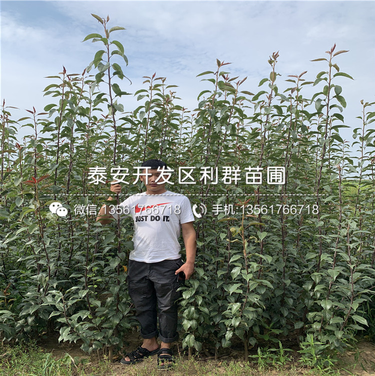 泰安梨樹苗、泰安梨樹苗批發(fā)基地