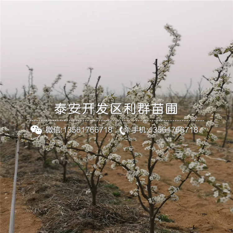 山東翠玉梨樹(shù)苗、山東翠玉梨樹(shù)苗出售