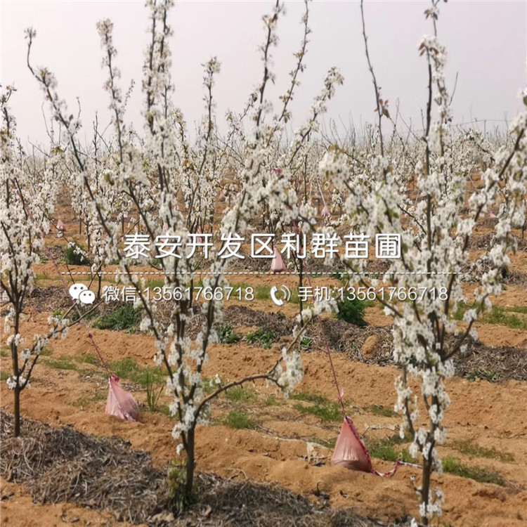 玉露香梨苗多少錢一棵、2020年玉露香梨苗價格