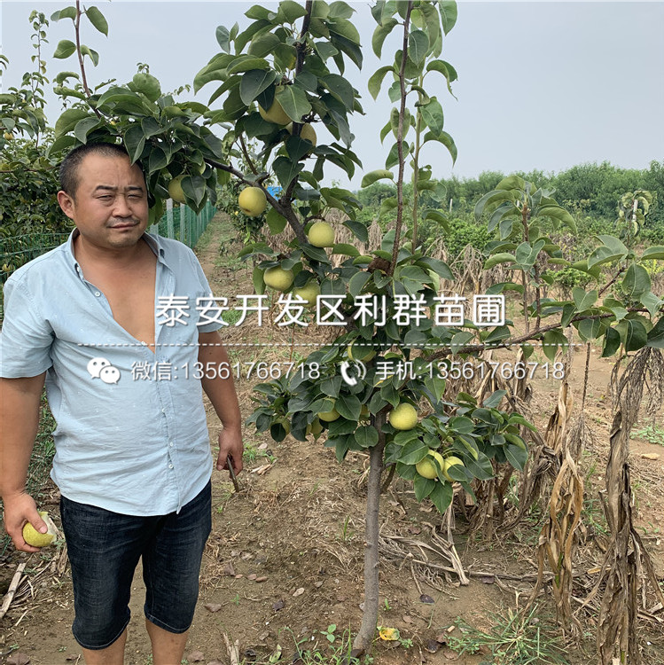 奧紅1號梨苗、奧紅1號梨苗出售價格