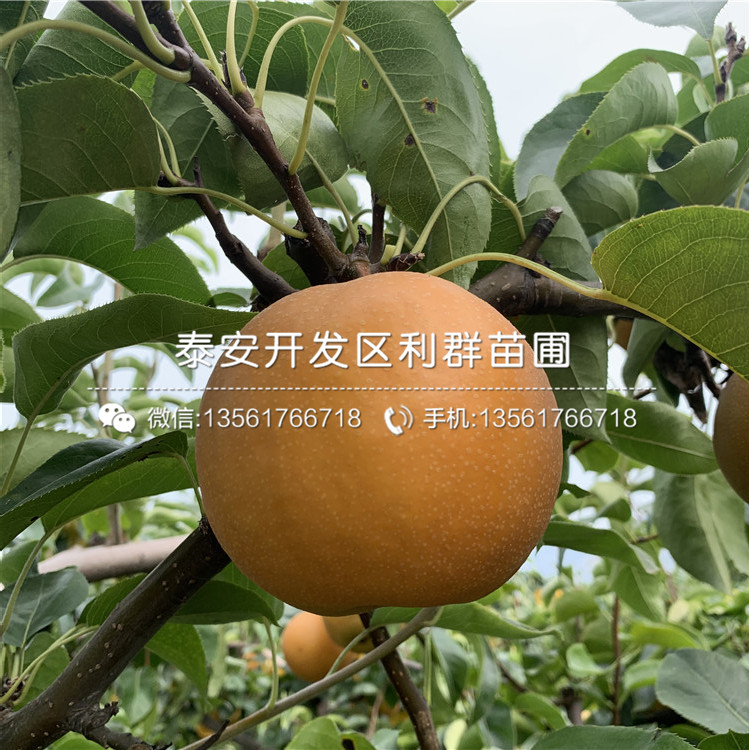 5公分梨苗品種介紹、5公分梨苗多少錢一棵