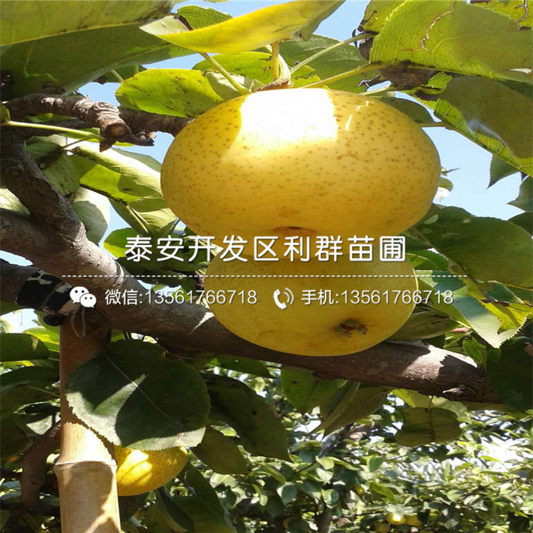 皇冠梨樹苗多少錢一棵、2020年皇冠梨樹苗價(jià)格