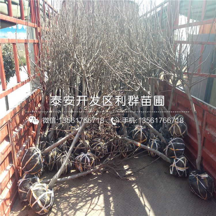 出售全紅梨樹苗、全紅梨樹苗價格