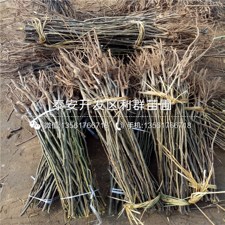 紅太陽梨樹苗