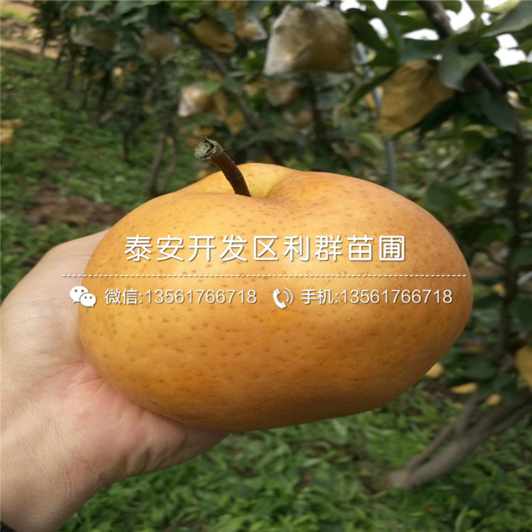 早酥紅梨苗、早酥紅梨苗基地