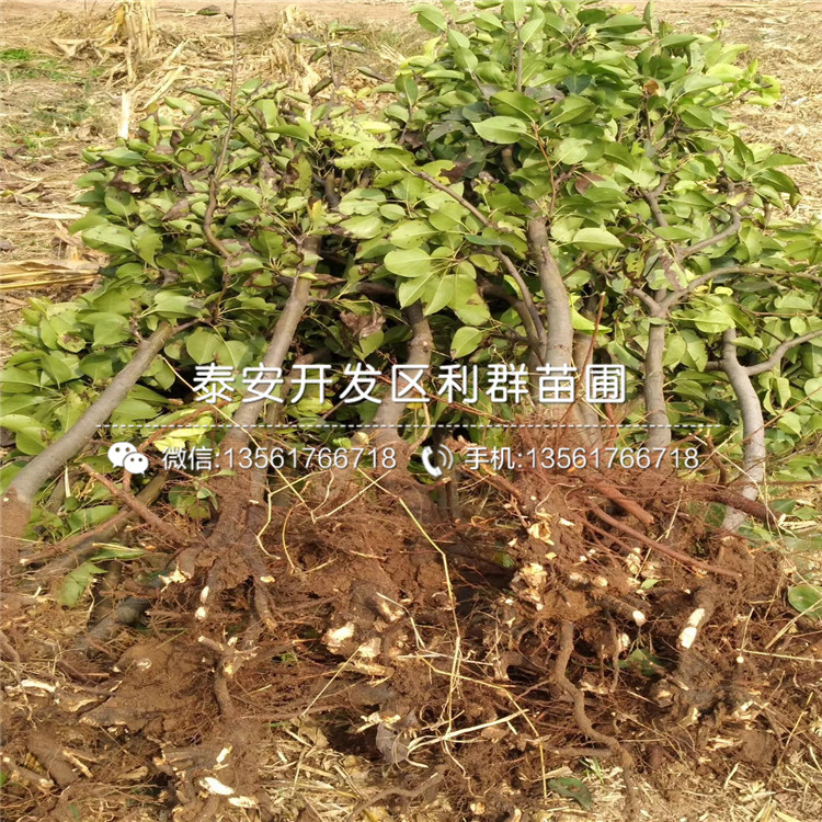 1公分梨樹苗價(jià)格、2020年1公分梨樹苗價(jià)格