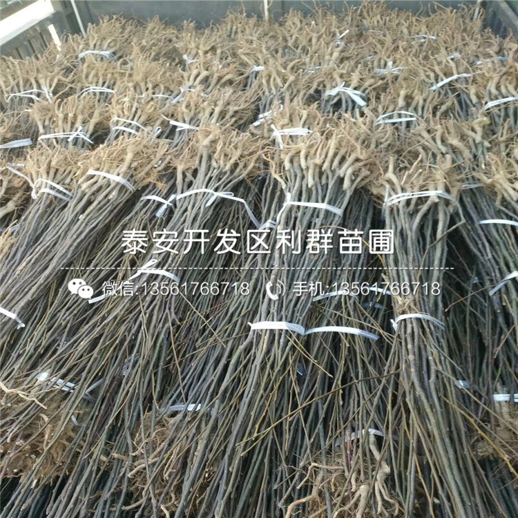 2020年庫爾勒梨樹苗價格、庫爾勒梨樹苗多少錢一棵